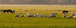Sheep numbers have fallen again in New Zealand