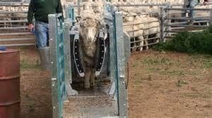 Sheep handling