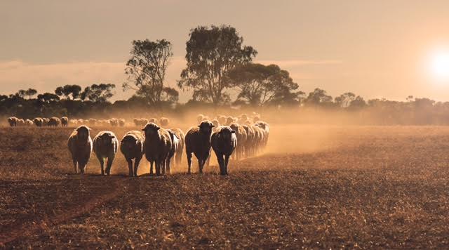 Sheep into water - Kelly Kirkland - SCA StockTAKE comp. Aug15-16