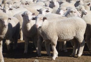 These April-May drop White Suffolk cross lambs, 14.4kg cwt and mostly score 2, sold for $115.50 at Coonamble, NSW, on AuctionsPlus yesterday.