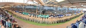 The Royal Adelaide Show Schools Wether Competition line-up. Digitally altered image by Ian Turner.