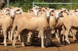 These six month-old first cross ewe lambs sold for $209 at Trangie on AuctionsPlus on Tuesday.