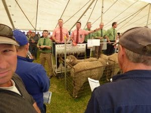 Elders auctioneer Tony Wetherall on his way to selling Ridgway's Lot 10 for $11,000, as Damien Webb looks for bids. The Elders team followed this up with $10,000 and then $14,500 for two more Ridgway rams.