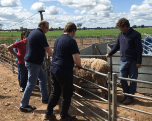 Trigger Vale's Andrew Bouffler, right, shows the Falkland Islands farmers his sires.