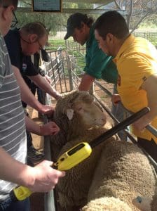 Falklands Landholdings Corporation general manager Andy Pollard, left, with managers Steven Dickson, Keith Alazia and Gilbert Castro inspect rams with Chad Taylor, (middle) at his Mumblebone stud.