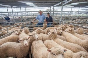 Greg Anderson & Mel Marshall from MD & JJ Anderson, Crookwell, with Tom Broderick's lambs $169.20 at SELX, Yass. 