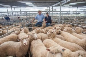 Greg Anderson & Mel Marshall from MD & JJ Anderson, Crookwell, with Tom Broderick's lambs $169.20 at SELX, Yass.