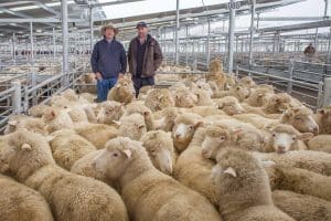 Jock Duncombe and Peter Haynes of Wheeo sold 63 sucker lambs to $145 at SELX Yass this week.