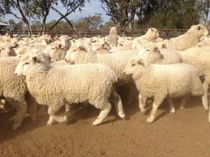 These April-May drop first cross mixed sex lambs, 14.9kg cwt and score, sold for $134 at Walgett, NSW, on AuctionsPlus last week.