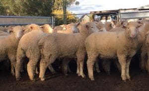 These March-April drop new season Poll Dorset cross lambs, 16.6kg cwt, at Balldale NSW sold for $114.50 on AuctionsPlus this week.