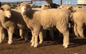 These April-May drop Poll Dorset crposs lambs, 17kg cwt and score 3, sold for $120 at Brocklesby in the NSW Riverina on AuctionsPlus yesterday.