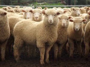 These March-April drop Poll Dorset cross lambs, 16.9kg cwt and mostly score 3, sold for $122 at Forbes, NSW, on AuctionsPLus yesterday.