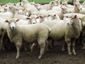 These April-May drop young Poll Dorset cross lambs, 17.4kg cwt and score 3, sold for $123.50 at Euroa, Victoria, on AuctionsPlus this week.