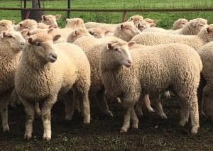 These April-May drop Poll Dorset cross lambs, 16.6kg cwt and mostly score 2, sold for $123.50 on AuctionsPlus on Tuesday.