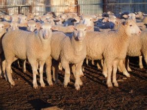 These Jube-July drop White Suffolk cross new season lambs, 18.8kg and score 3, sold for $118 at Hillston, NSW, on AuctionsPlus yesterday.