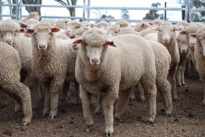 These March-April drop new season White Suffolk cross lambs, 15.6kg cwt and score 2, sold for $108.50 at Molong, NSW, on AuctionsPlus last week.