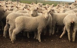 These May-June first cross wether lambs, 12.7kg cwt and mostly score 1, sold for $103.50 at Kingston, SA, on AuctionsPlus yesterday.