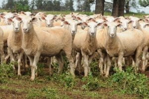 The one year-old first cross ewes sold for $232 at Narromine on AuctionsPlus on Tuesday.