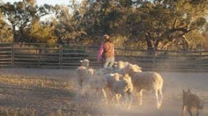 Sharnee Spencer demonstrates the ‘leader technique’ at the Advanced Stock Movement and Management workshop at Bourke.