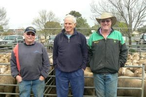 Stan Stone, Torrita, Fred Latta, Walpeup, and Gary Crow, Underbool, at Ouyen saleyards.