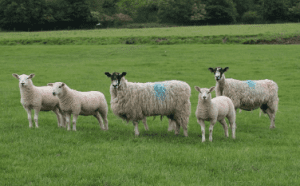Sheep and lambs in the United Kingdom. Picture: NSA.
