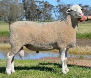 The record-priced $68,000 Anden White Suffolk ram.
