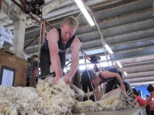 NZ shearing legend Darin Forde. Picture - Shearing Sports NZ.