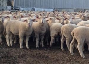 The Detpa Grove White Suffolk cross lambs that sold with their mothers for $456.