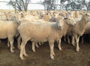 The first cross ewes sold for $456 with their lambs at Wycheproof last week.