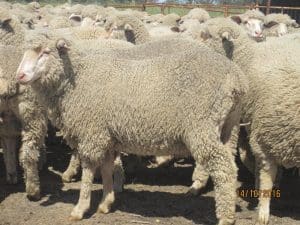 These Aarch-April drop Merino-Dohne cross lambs, 19.4kg cwt and score 3, sold for $110 at Keith, South Australia, on AuctionsPlus yesterday.