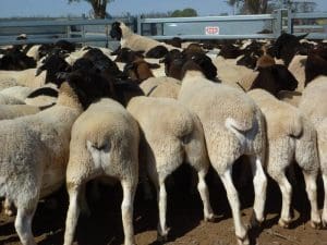 These July/August drop Dorper lambs, 19kg cwt and score 3, sold for $200 at Talwood in southern Queensland on AuctionsPlus yesterday.