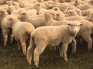 These June-July drop Poll Dorset cross lambs, 18kg cwt and score 2, sold for $110.50 at Temora, NSW, on AuctionsPlus this week.