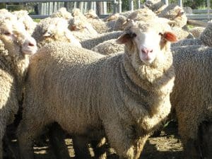 These April-may drop Merino wether lambs, 18.2kg cwt and mostly score 3, sold for $121 at Jerilderie, NSW, on AuctionsPlus yesterday. 