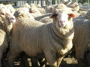 These April-may drop Merino wether lambs, 18.2kg cwt and mostly score 3, sold for $121 at Jerilderie, NSW, on AuctionsPlus yesterday.