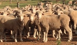 These early-August shorn September-October 2015-drop Merino wether lambs, 25.5kg cwt and mostly score 3, sold for $139 at Tilpa, NSW, on AuctionsPlus last week.