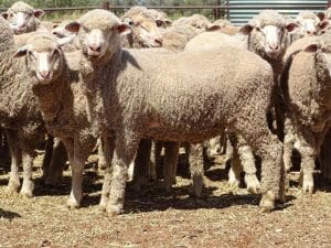 These 11-12 month-old early July shorn Merino lambs, 20.7kg cwt and score 2, sold for $102.50 at Wilcannia, NSW, on AuctionsPlus this week.