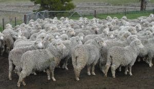 Merino ewes