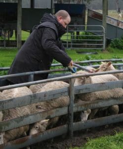 Nathan Scott scanning ewes with electronic ear tags.