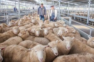 Ray White Livestock agents Craig Pellow and Garry Apps with crossbred suckers from Bethune Pastoral Co of McMahons Reef that sold for $149 at SELX Yass.