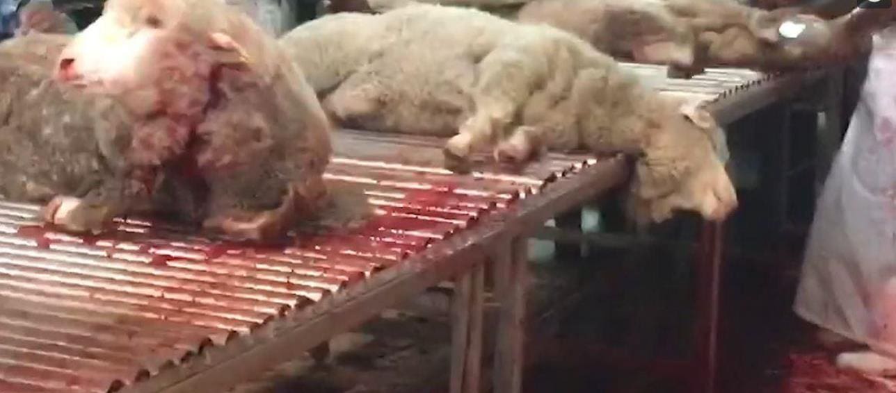 Remote Control Dog >> Sheep at the Farwaniya abattoir in Kuwait during Eid al-Adha 2016. Picture - Animals Australia ... Remote Control Dog >> Sheep at the Farwaniya abattoir in Kuwait during Eid al-Adha 2016. Picture - Animals Australia ...