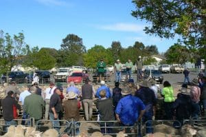 The Ouyen Landmark team selling P & A Farnsworth’s lambs $164 this week.