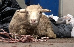 Tied sheep during Eid. Animals Australia 2016