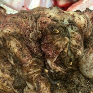 Barber's Pole worms in a lamb's abomasum are red due to feeding on blood.