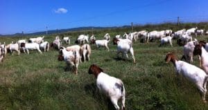 Goat producers have better access to parasite control tools.