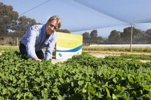 Department of Agriculture and Food senior technical officer Darryl McClements in the subterranean clover plots growing at South Perth.