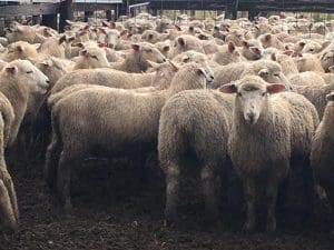 These August-September drop comospite wether lambs, 15.2kg cwt and score 2, sold for $101 at Euroa, Victoria, on AuctionsPlus yesterday.