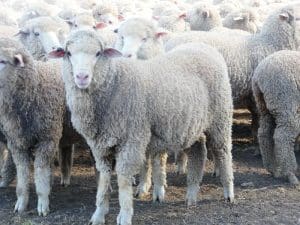 These 5-5 month-old Merino lambs, 17.6kg and mostly score 1, sold for $123 at Concongella in north-west Victoria on AuctionsPlus yesterday.