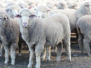 These 5-5 month-old Merino lambs, 17.6kg and mostly score 1, sold for $123 at Concongella in north-west Victoria on AuctionsPlus yesterday.
