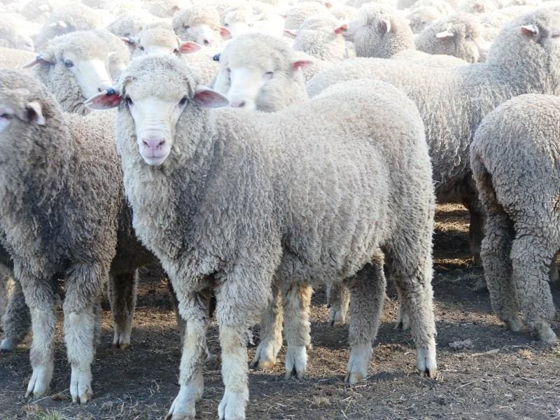 Lamb prices slump nationally as more lambs with weight come in Sheep Central