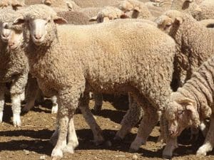 These May-June drop unshorn Merino wether lambs, 16.6kg cwt and mostly score 2, sold for $100.50 at Broken Hill, NSW, on AuctionsPlus yesterday.